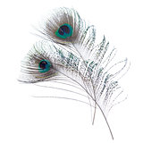 Close-up peacock feathers