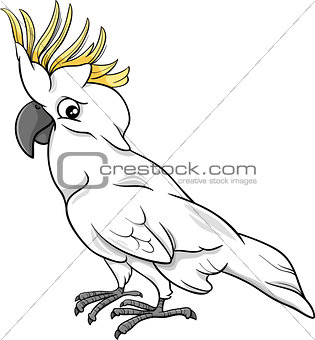 cockatoo parrot cartoon illustration