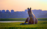 horse sitting in sunset 