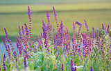 violet summer flowers 