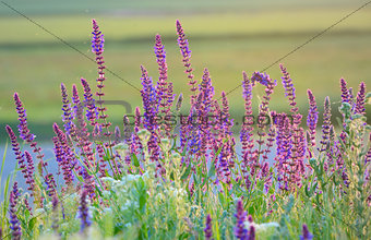 violet summer flowers 