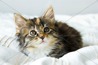 Cute tabby kitten sitting on the bed cover