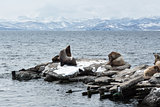 Rookery Northern Sea Lion or Steller Sea Lion. Avacha Bay, Petropavlovsk-Kamchatsky
