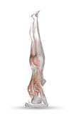 3D female figure in head stand position with partial muscle map