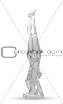 3D female figure in head stand position with skeleton