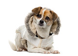 Crosbreed dressed (3 years old) in front of a white background