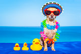 summer  vacation dog