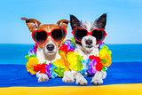 summer  honeymoon  dogs in love