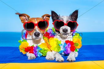 summer  honeymoon  dogs in love