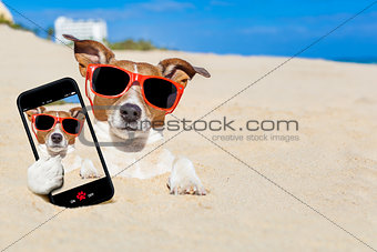 dog buried in sand selfie