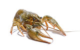 Crayfish on a white background.