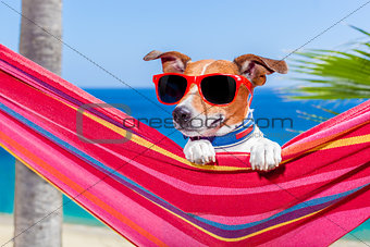 dog summer hammock