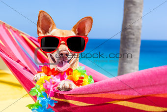 dog summer hammock
