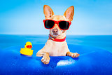 summer holiday dog