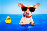summer holiday dog
