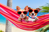 dogs summer hammock