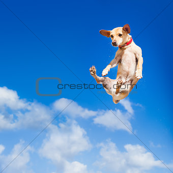 dog jumping
