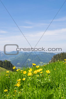 Buttercups Bavaria Alps