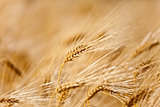 yellow ear of wheat
