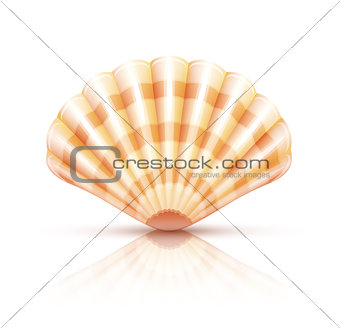 Shellfish seashell isolated