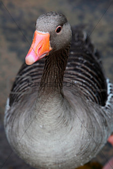Greylag Goose close up