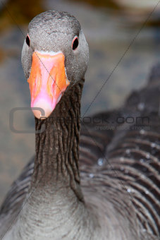 Greylag Goose head close up