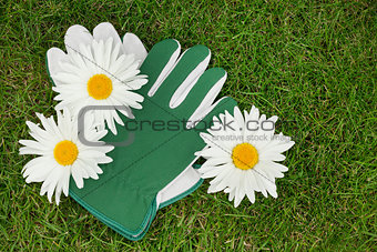 Garden gloves and chamomile flowers