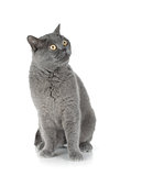 Sitting grey cat