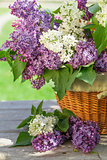 Colorful lilac flowers in basket