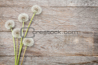 Dandelion flowers on wood