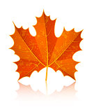 Autumn dry maple leaf