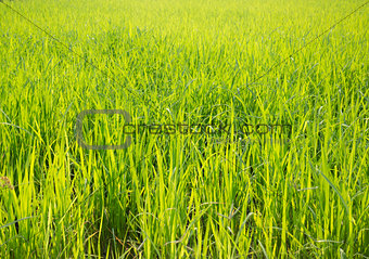 Rice field green grass with sun shine