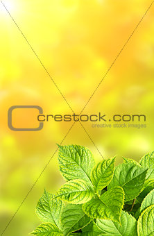 Summer green leaves of hydrangea