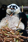 giant panda bear Sichuan China