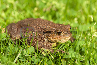 European common toad, bufo bufo outdoor
