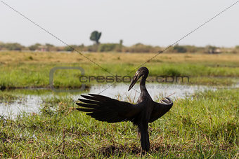 African Openbill with wings spread to the evening sun
