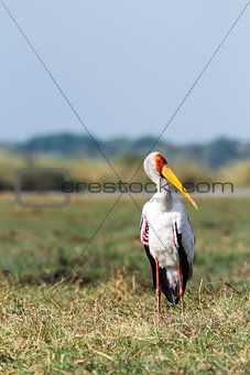 Yellow billed stork on the river Chobe