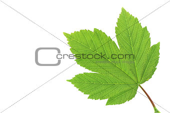 Leaf  of sycamore maple. Closeup on white.