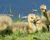 Canada Goose Goslings