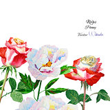 Background with rose and peony-01