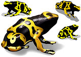 Yellow Banded Dart Poison Frog