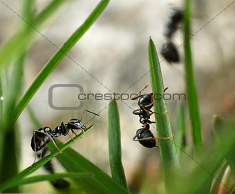 Black ants invasion conquering garden