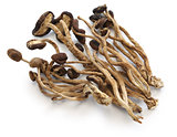 dried willow tea tree mushrooms