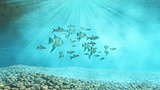 3D underwater background with shoal of fish