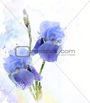 Iris Flowers Watercolor