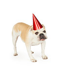 A festive looking Bulldog wearing a red party hat.