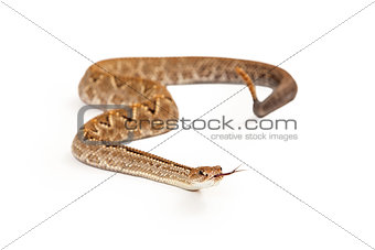 Aruba Rattlesnake With Forked Tongue