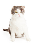 Attentive And Cute Domestic Shorthair Mixed Breed Cat