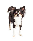 Attentive Chihuahua Mixed Breed Dog Standing