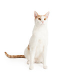 Attentive Domestic Shorthair Mixed Breed Cat 